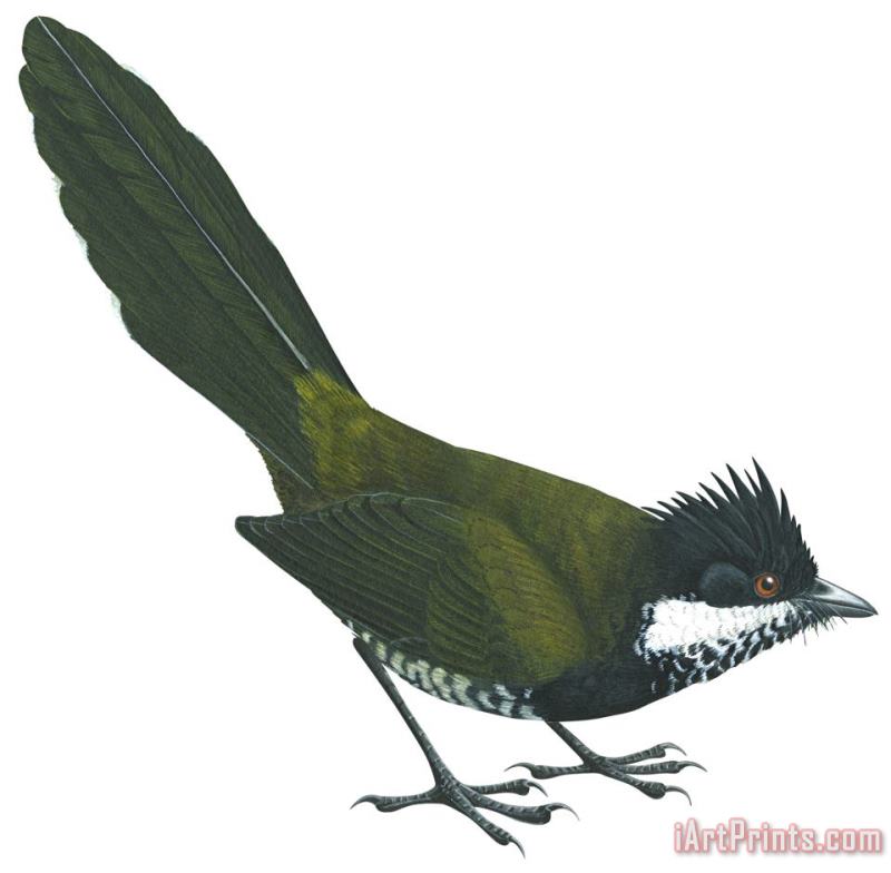 Others Eastern Whipbird Art Print
