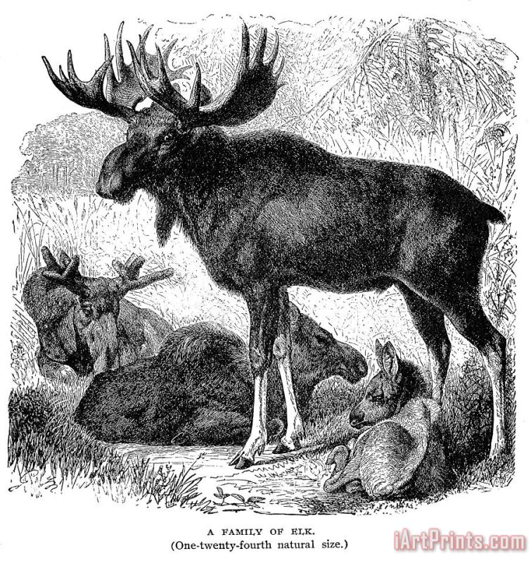 Others Elk/moose Art Painting