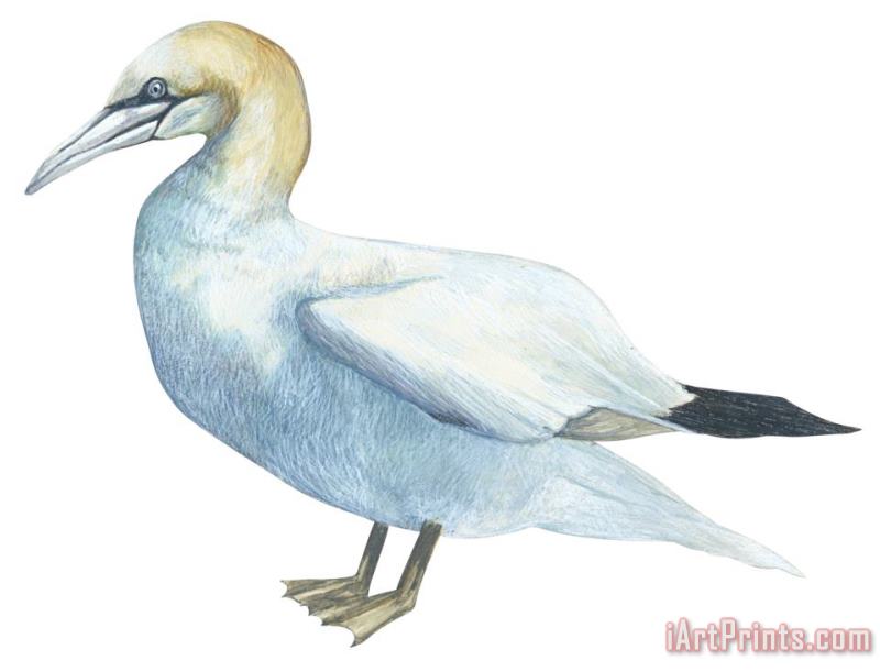 Others Gannet Art Painting