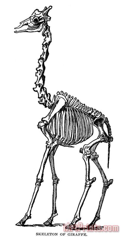 Others Giraffe Skeleton Art Print