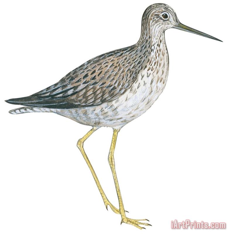 Others Greater Yellowlegs Art Painting