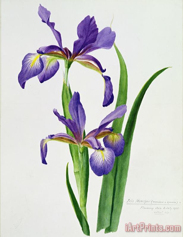 Iris monspur painting - Others Iris monspur Art Print
