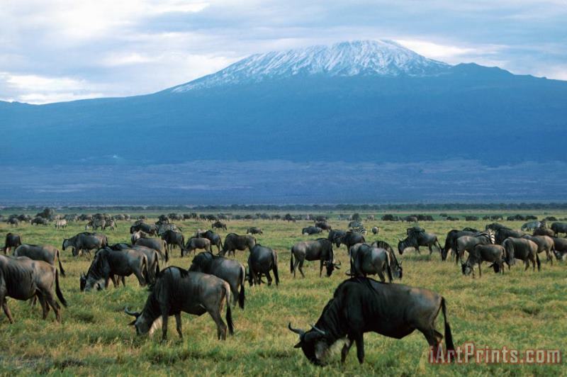 Others Kenya Mount Kilimanjaro Wildebeests Grazing Art Painting