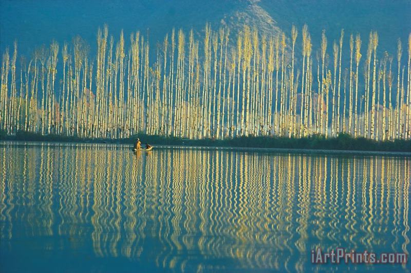Others Poplars in late autumn sunlight Art Painting