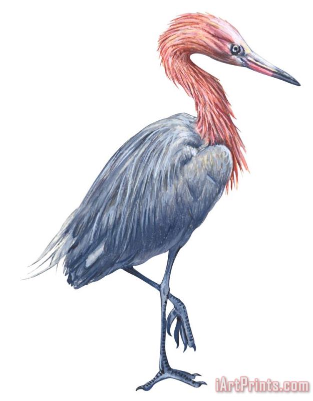 Reddish Egret painting - Others Reddish Egret Art Print