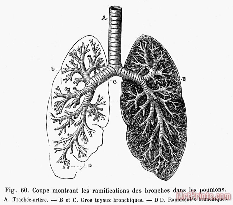Others Respiratory System Art Print