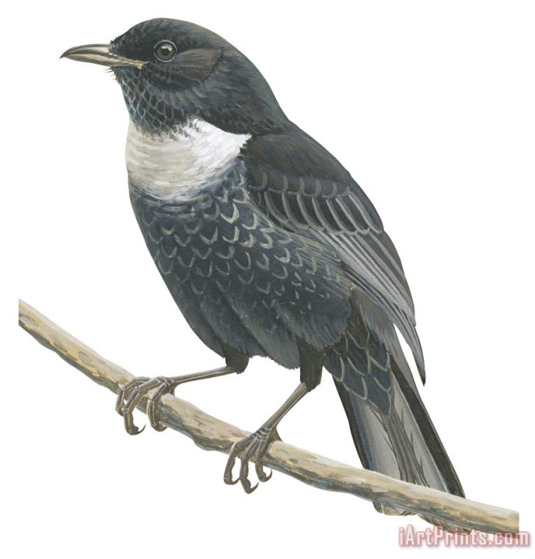 Others Ring Ouzel Art Print