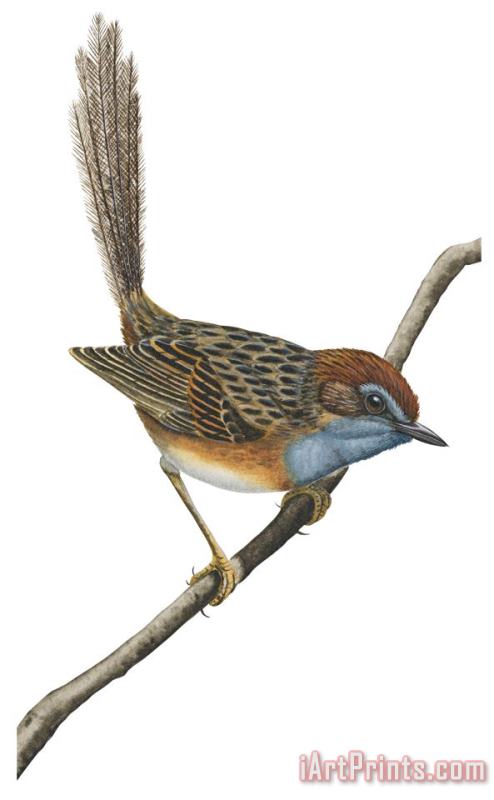 Others Southern Emu Wren Art Painting