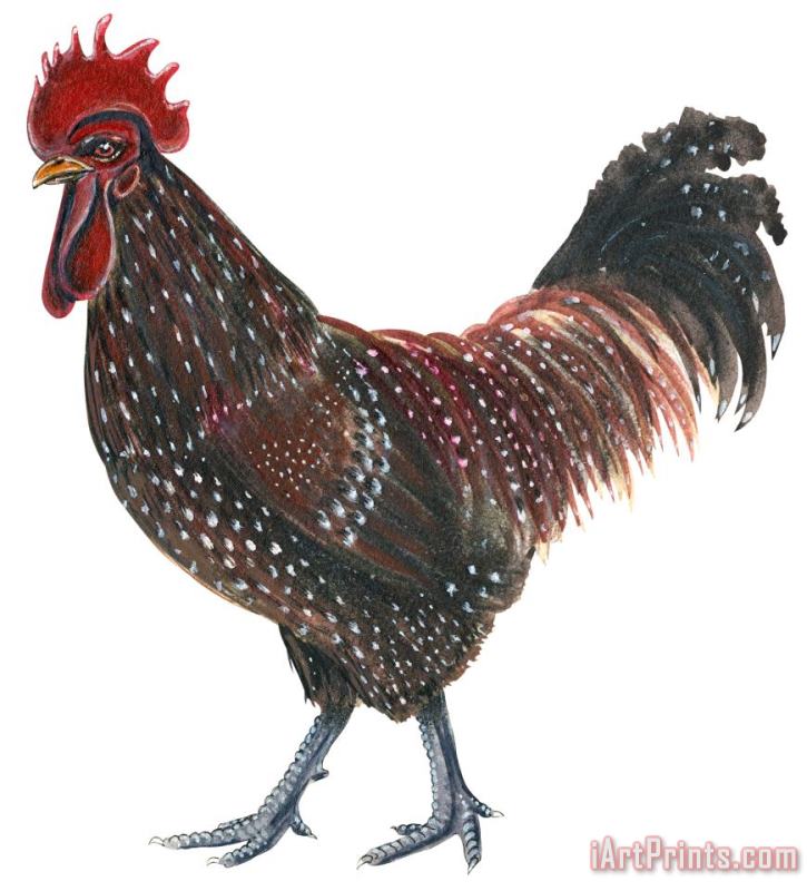 Others Sussex Rooster Art Print