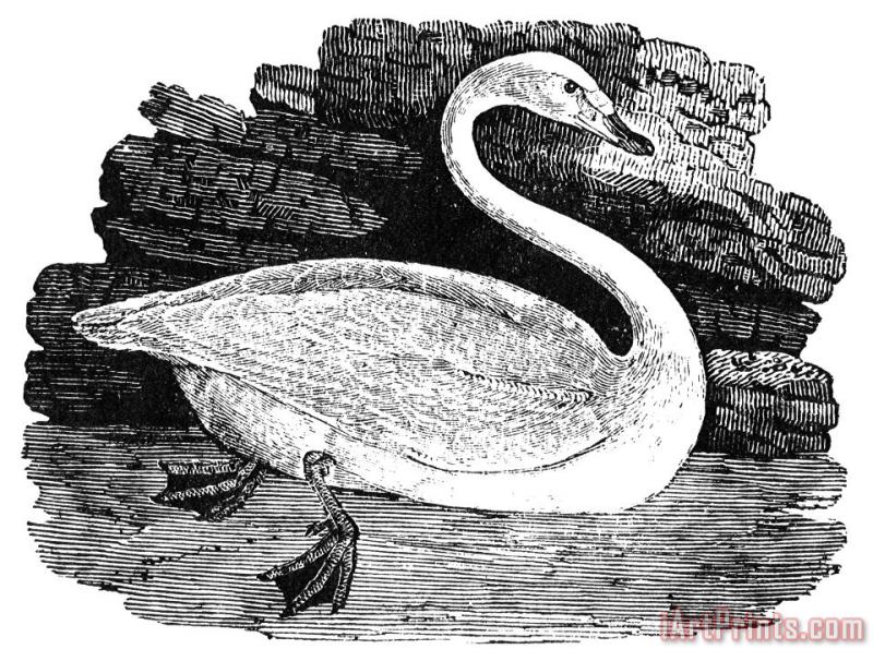 Swan painting - Others Swan Art Print