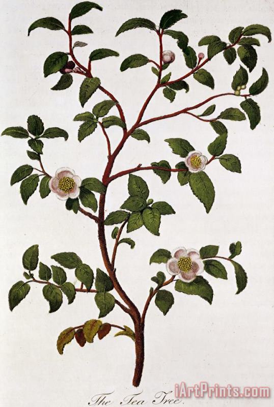 Tea Branch Of Camellia Sinensis painting - Others Tea Branch Of Camellia Sinensis Art Print