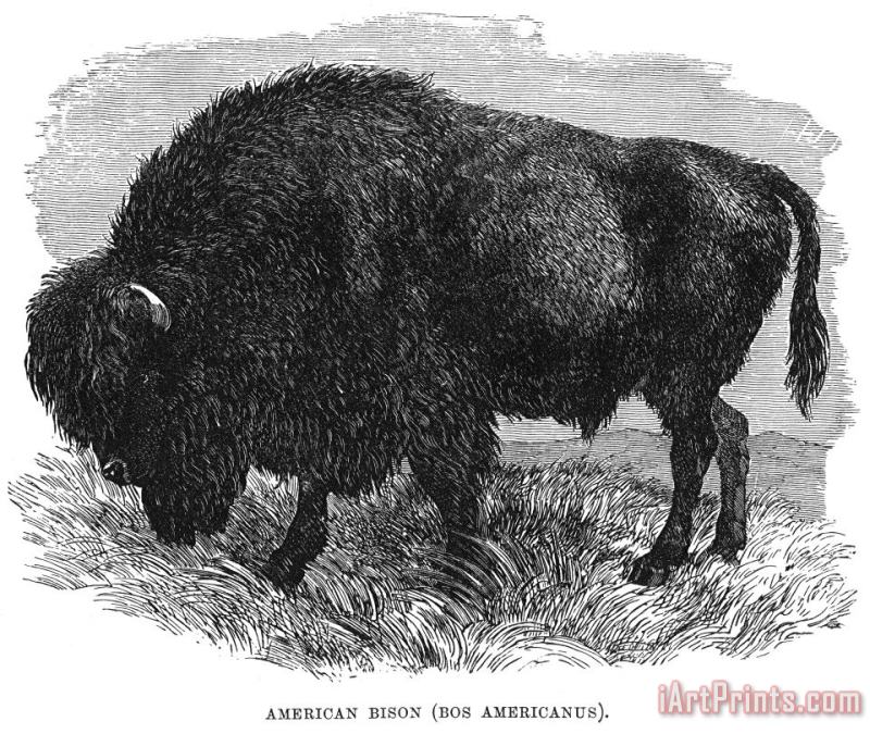 Others The Buffalo Art Print