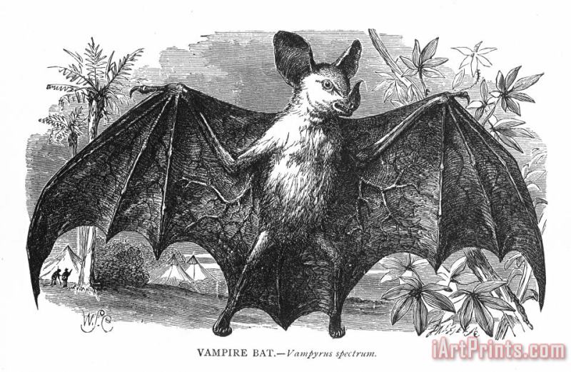 Others Vampire Bat Art Print