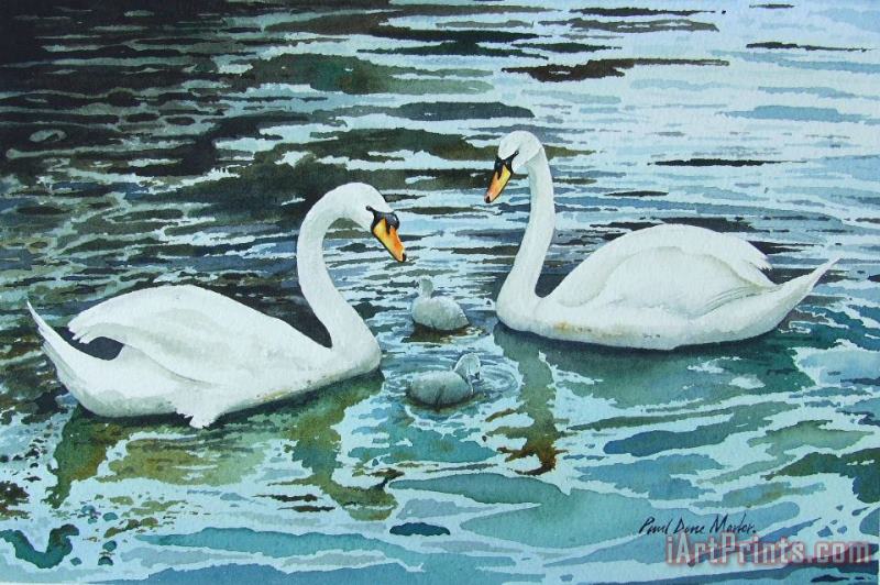 Swans and Cygnets painting - Paul Dene Marlor Swans and Cygnets Art Print