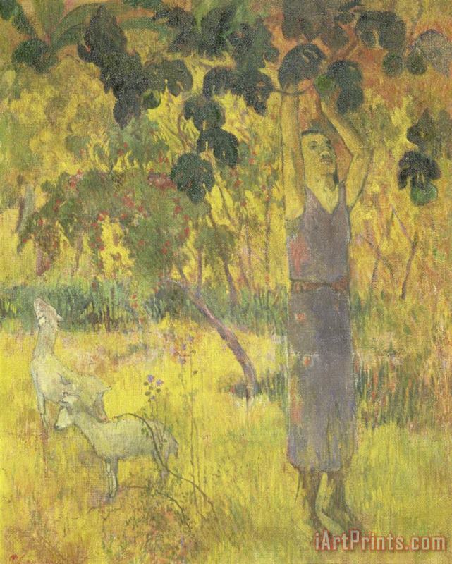 Paul Gauguin Man Picking Fruit From a Tree Art Painting