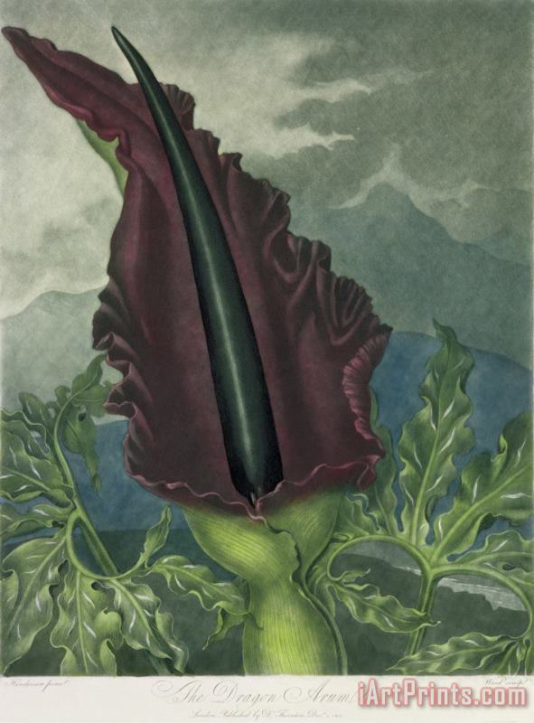The Dragon Arum painting - Peter Charles Henderson The Dragon Arum Art Print