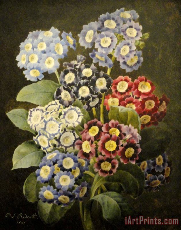 Pierre Joseph Redoute A Bouquet of Auriculas Art Painting