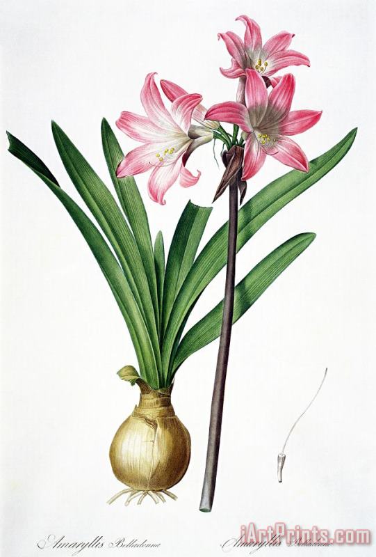 Amaryllis Belladonna From Les Liliacees Engraved By De Gouy painting - Pierre Joseph Redoute Amaryllis Belladonna From Les Liliacees Engraved By De Gouy Art Print