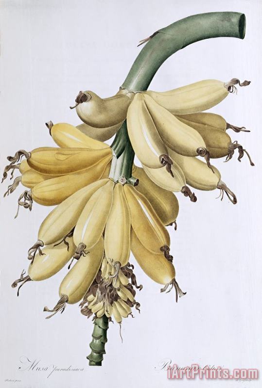 Pierre Joseph Redoute Banana Art Painting
