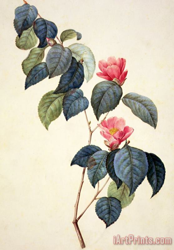 Pierre Joseph Redoute Camellia Japonica Art Painting