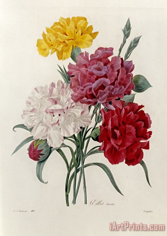 Carnations painting - Pierre Joseph Redoute Carnations Art Print