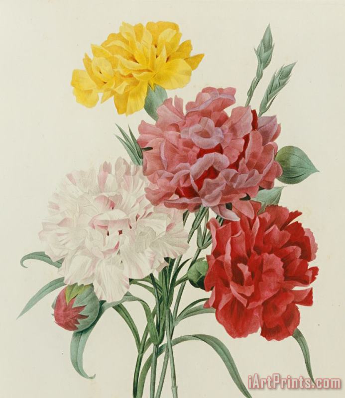 Carnations From Choix Des Plus Belles Fleures painting - Pierre Joseph Redoute Carnations From Choix Des Plus Belles Fleures Art Print