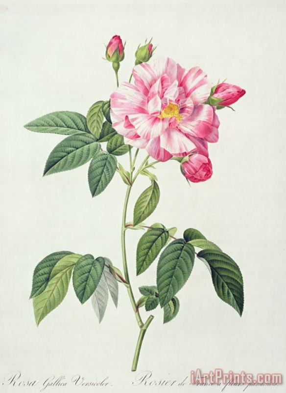 Pierre Joseph Redoute French Rose Art Painting