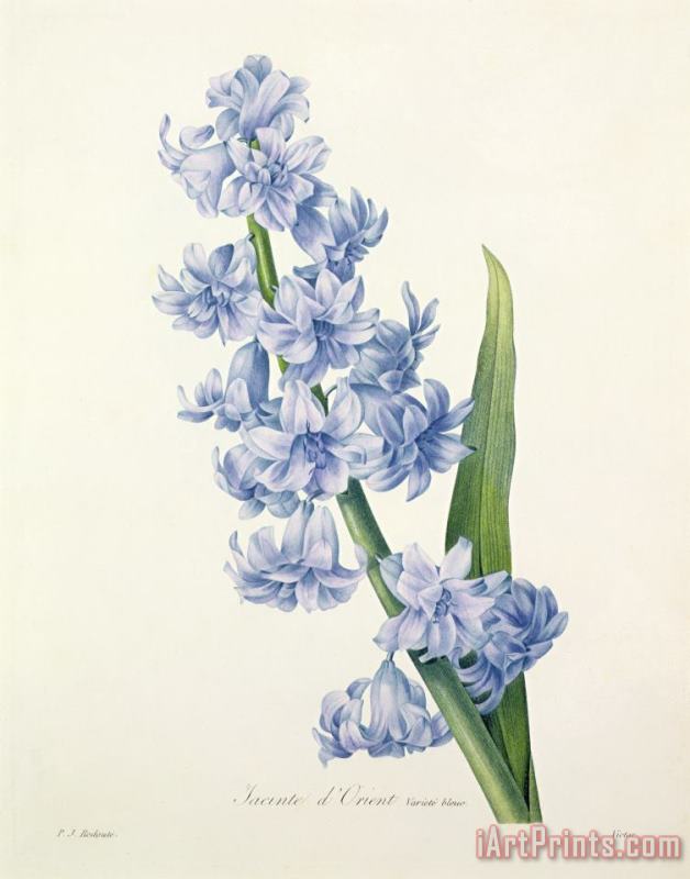 Hyacinth painting - Pierre Joseph Redoute Hyacinth Art Print