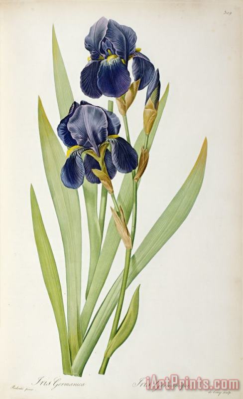 Iris Germanica painting - Pierre Joseph Redoute Iris Germanica Art Print