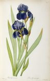 Pierre Joseph Redoute - Iris Germanica painting