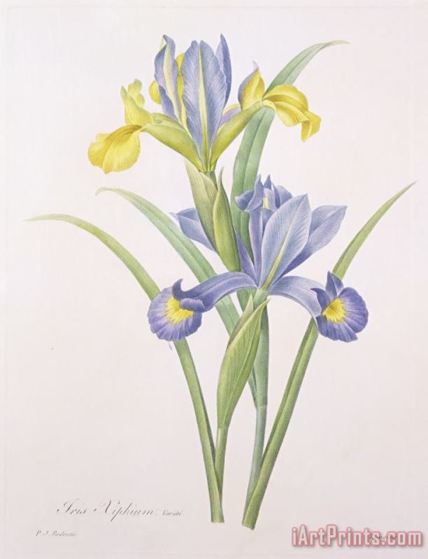 Iris xiphium painting - Pierre Joseph Redoute Iris xiphium Art Print