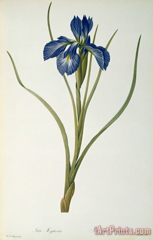 Pierre Joseph Redoute Iris Xyphioides Art Painting