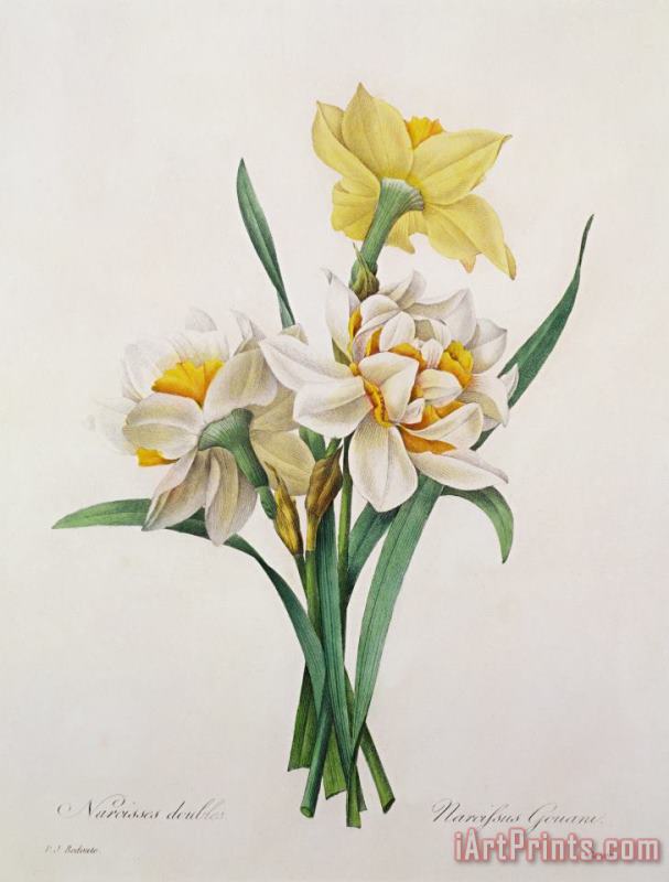 Pierre Joseph Redoute Narcissus Gouani Art Painting