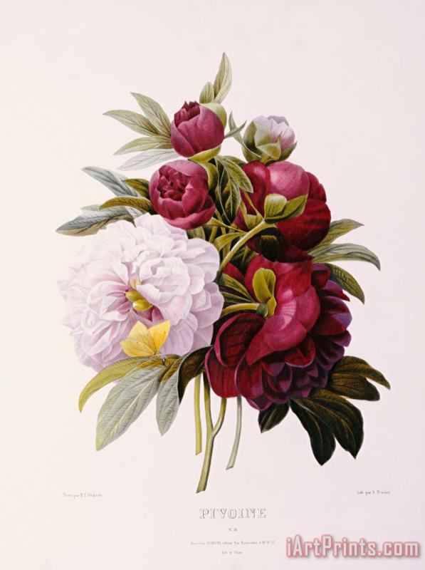Pierre Joseph Redoute Peonies Engraved By Prevost Art Painting