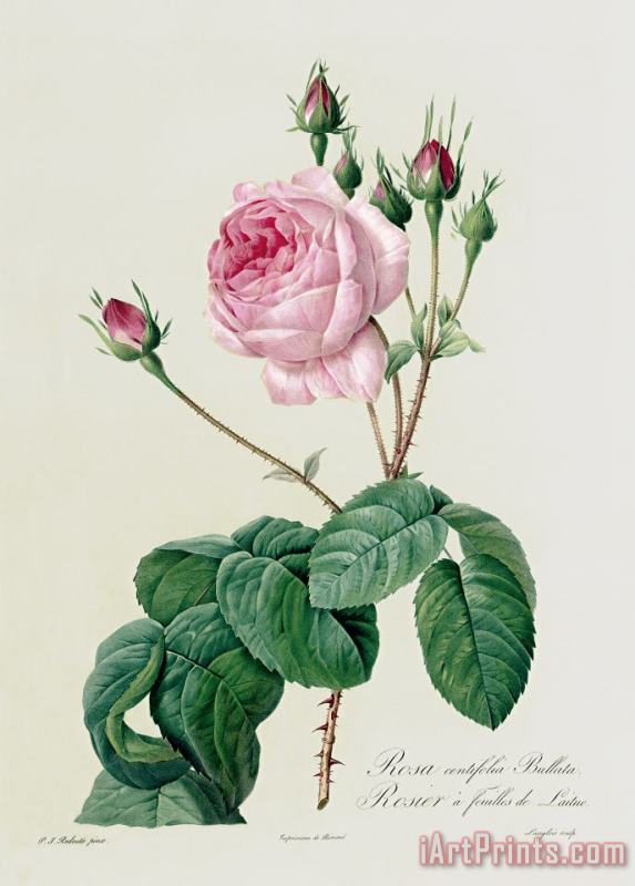 Pierre Joseph Redoute Rosa Centifolia Bullata Art Painting