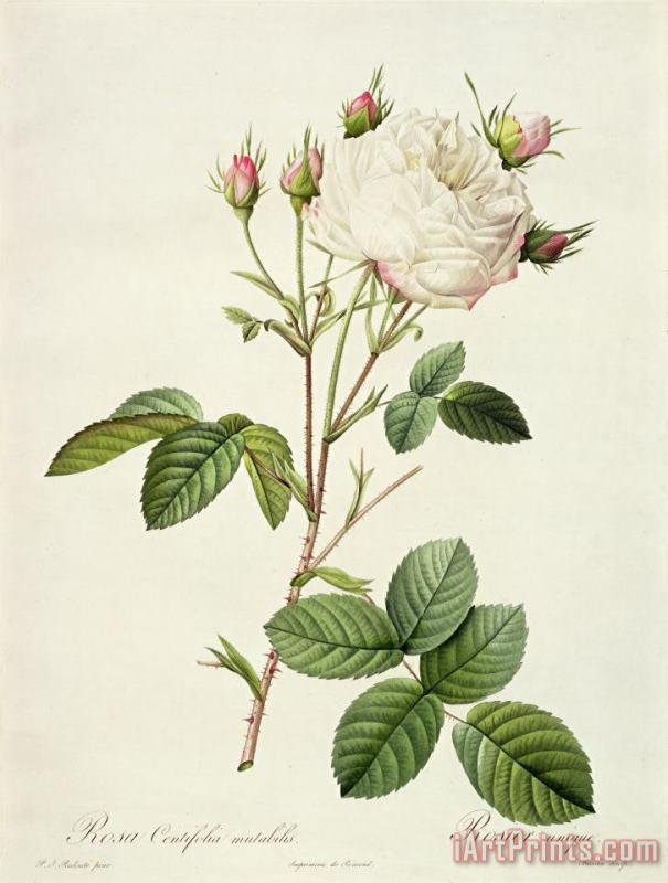 Rosa Centifolia Mutabilis painting - Pierre Joseph Redoute Rosa Centifolia Mutabilis Art Print