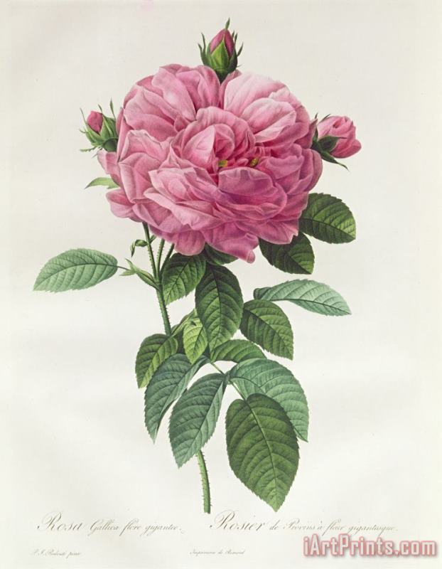 Pierre Joseph Redoute Rosa Gallica Flore Giganteo Art Print