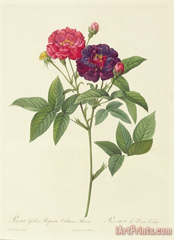Pierre Joseph Redoute Rosa Gallica Purpurea Velutina Art Painting