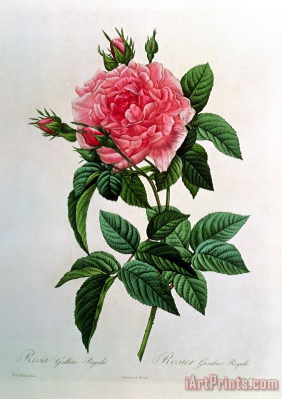 Pierre Joseph Redoute Rosa Gallica Regallis Art Painting