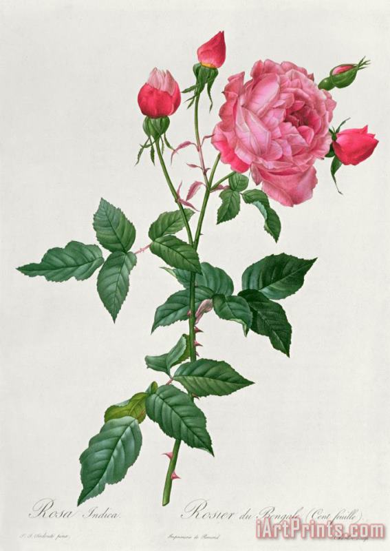Pierre Joseph Redoute Rosa Indica Art Print