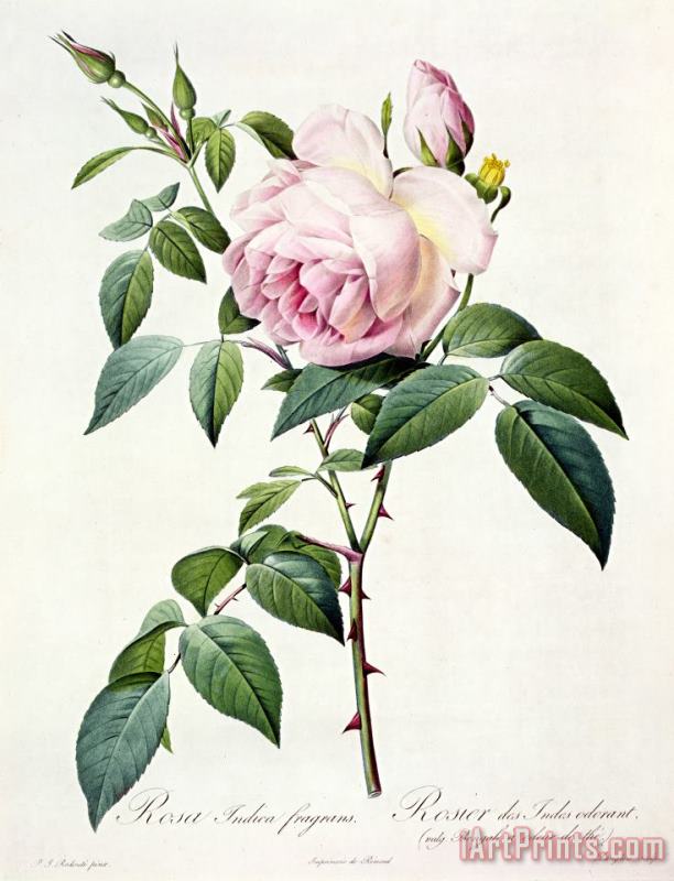 Pierre Joseph Redoute Rosa Indica Fragrans Art Print