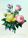 Pierre Joseph Redoute - Rosa Lutea and Rosa Indica painting