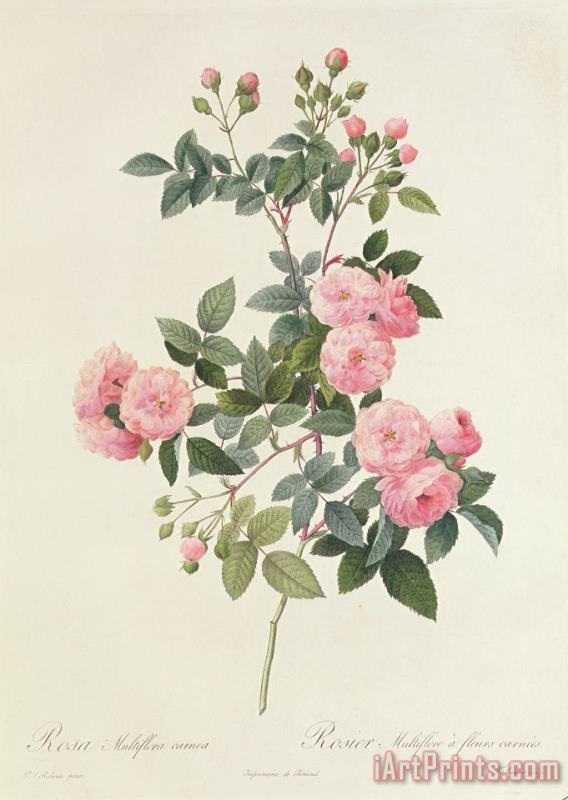 Pierre Joseph Redoute Rosa Multiflora Carnea Art Painting