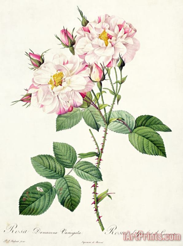 Pierre Joseph Redoute York and Lancaster Rose Art Painting
