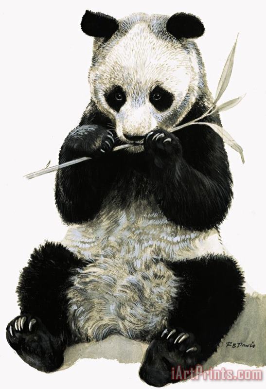 Panda painting - R B Davis Panda Art Print