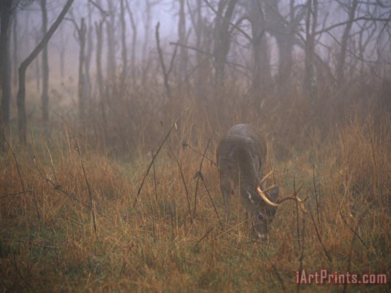 Raymond Gehman A 8 Point White Tailed Deer Buck Eating Grasses at Woods Edge Art Print