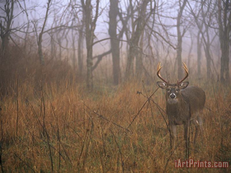 Raymond Gehman A 8 Point White Tailed Deer Buck Standing in Grasses at Woods Edge Art Print