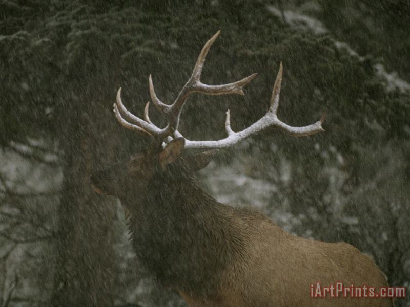 Raymond Gehman A Bull Elk in a Winter Storm Vermilion Lakes Banff National Park Art Painting