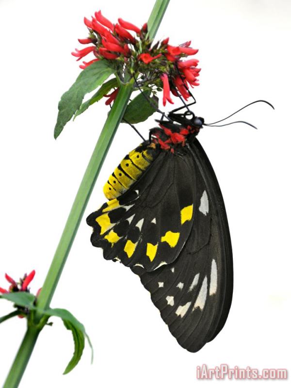 Raymond Gehman A Butterfly Clings to a Red Flowered Green Stalk Art Print