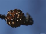 A Close View of Wind Rustled Maiden Grass Prints - A Close View of a Lodgepole Pine Cone Burnt by a Forest Fire by Raymond Gehman